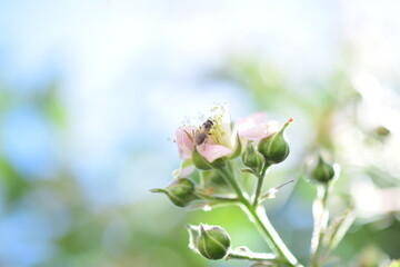white flowers on green background