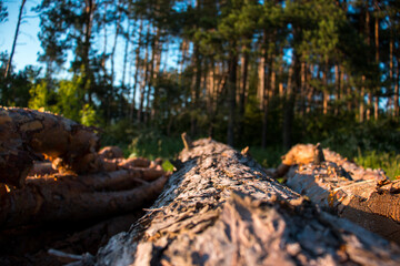 Cut tree trunks in the forest