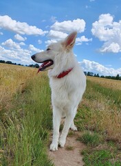 White german shepherd dog berger blanc suisse in summer landscape with blue sky and clouds