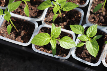 A close up of bell pepper seedlings (Capsicum annuum subsp. grossum) in a small rectangular pots, selective focus, top view