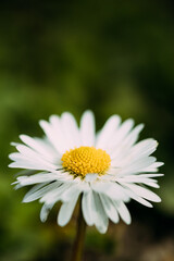 Fototapeta premium Blooming Wild Flower Matricaria Chamomilla Or Matricaria Recutita Or Chamomile. Commonly Known As Italian Camomilla, German Chamomile, Hungarian Chamomile, Wild Chamomile In Summer Meadow