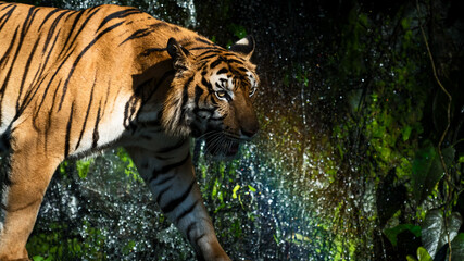 Fototapeta na wymiar Tiger is ambushing wildlife for food