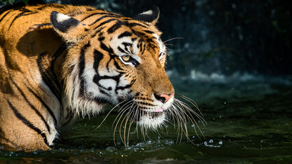 Fototapeta na wymiar The tiger stood in the pond and looked something seriously. (Panthera tigris corbetti) in the natural habitat, wild dangerous animal in the natural habitat, in Thailand.