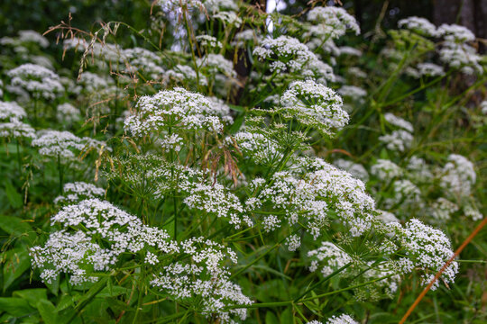 White flowers. Pimpinella anisum in Polish - Biedrzyniec.