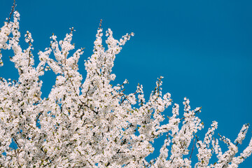 Fototapeta na wymiar White Young Spring Flowers Of Prunus subg. Cerasus Growing In Branch Of Tree.