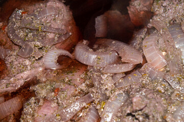Turkey meat cut into pieces and marinated in red wine with onions and spices. Close-up, surface texture.