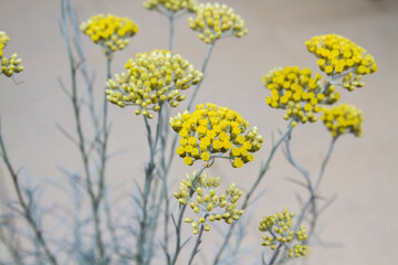 Helichrysum italicum (Curry plant, Currykraut, Italian strawflower, Italienische Strohblume)