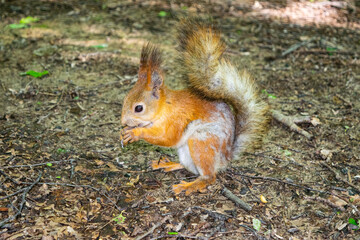 Naklejka na ściany i meble A young red squirrel looks for fallen nuts in the forest.