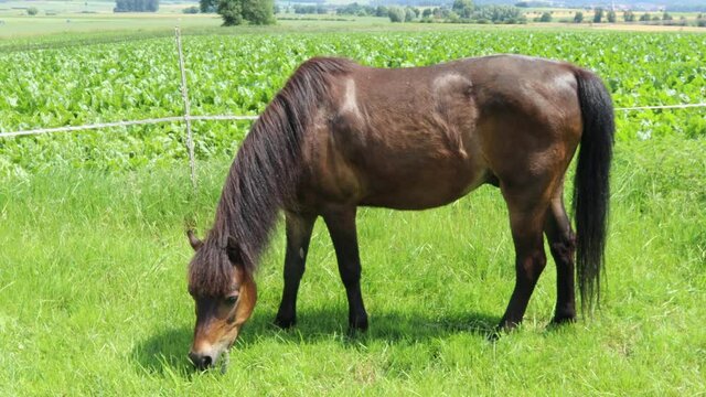 Grasendes Welshpony auf der Weide
