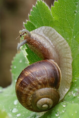 Weinbergschnecke (Helix pomatia)