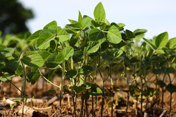 Soybean plants (Glycine max) growing in a farm field in Wisconsin
