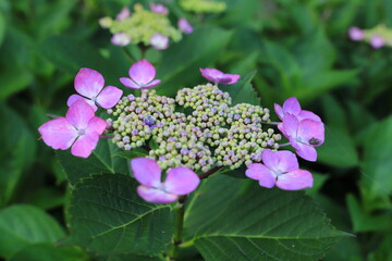 ピンク色のガクアジサイの花