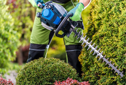 Thujas Green Wall Shaping with Hedge Trimmer