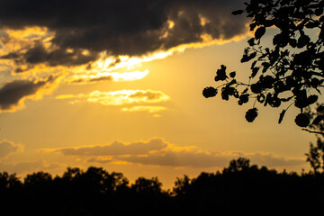 Sunset with dark tree elements
