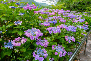 静岡県下田市　下田公園のあじさい