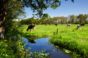 Cows near Nuis