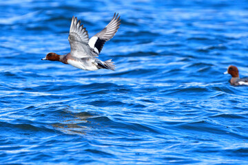 Pfeifente (Mareca penelope)