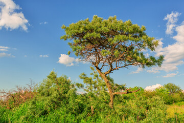 Sea buckthorn tree in summer day