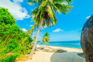 Beautiful tropical island beach, summer nature scene beach, blue sky and palm trees - Koh Samui  Thailand