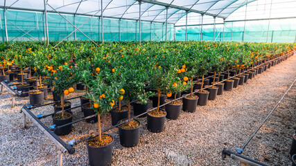 Piante vivaio