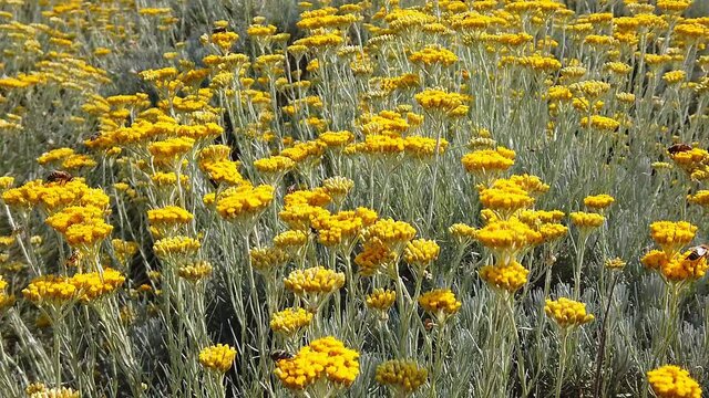 Yellow flowers of helichrysum arenarium. Cmin sandy or immortelle plant.