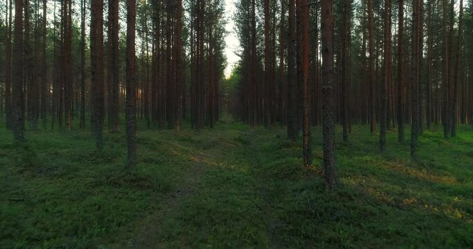 Hiking trail in green pine forest at sunset drone shot