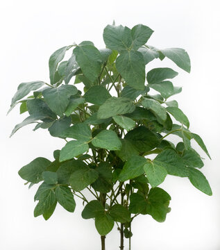 Soya plant