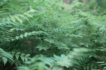  Thickets of green fern in the forest