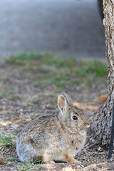  alert rabbit next to tree