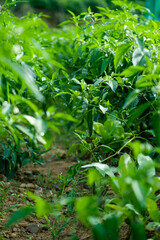 Green chilli pepper plants in growth at vegetable garden