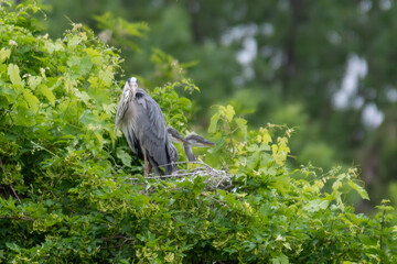 Gray heron landing in the city, Airòn, Airone cenerino, Ardea cinerea, Ardea cinerea photographed in the foreground and very close