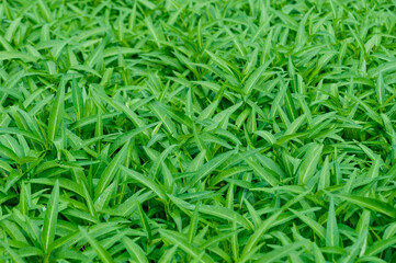 Green water spinach plants in growth at vegetable garden, vegetable in southeast asia and China