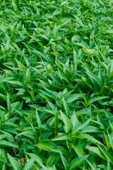 Green water spinach plants in growth at vegetable garden, vegetable in southeast asia and China