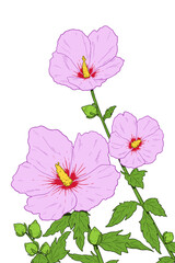 Rose of Sharon. Mugunghwa, the national flower of South Korea. Colored vector illustration.