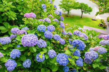 静岡県下田市　下田公園のあじさい