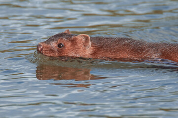 american mink swimming the river