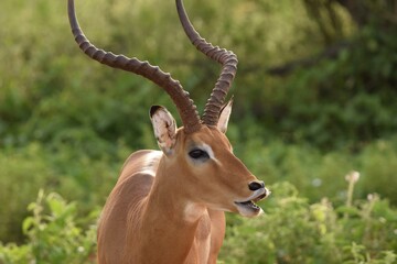 impala in the savannah