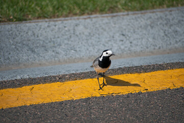 Amazing small gray bird wagtail stay on  the yellow dividing line