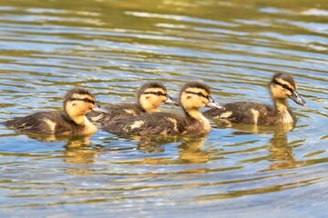 ducks on the water