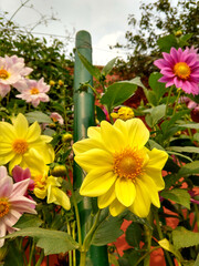 Three different colored beautiful Dahlia flowers in a garden. Yellow Dahlia flower is in focus.