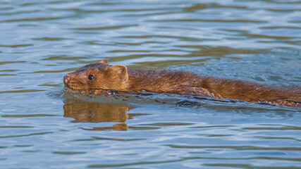 american mink swimming the river