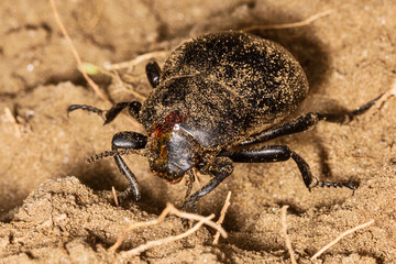 Black beetle (Gnaptor spinimanus) in the sand.