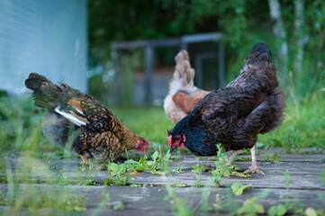 A beautiful dark hen lazily walks in the garden and pecks at the scattered grains of wheat