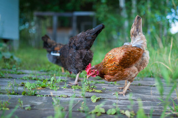 A beautiful red hen walks lazily in the garden in search of scattered grains