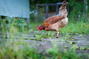 A beautiful red hen walks lazily in the garden in search of scattered grains
