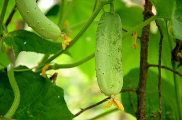 cucumbers on the vine