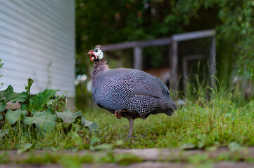 Guinea fowl on a green grass in the garden