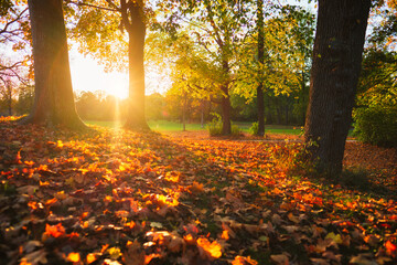 Golden autumn fall October in famous Munich relax place - Englischer Garten. English garden with fallen leaves and golden sunlight. Munchen, Bavaria, Germany
