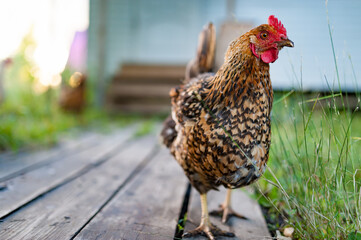 Close up red speckled chicken in the garden