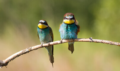 European bee-eater, Merops apiaster. An early sunny morning family of birds sitting on a branch
